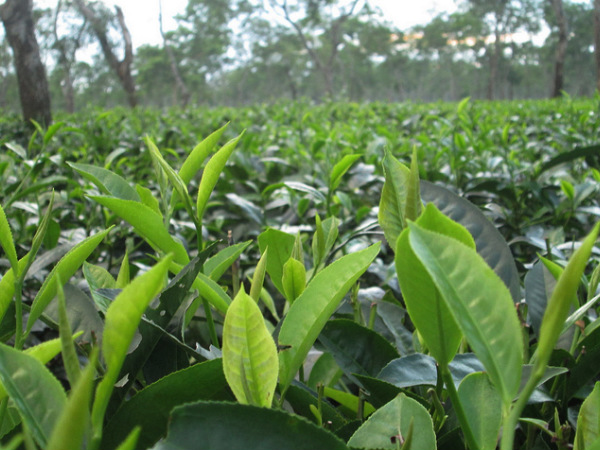 Assam