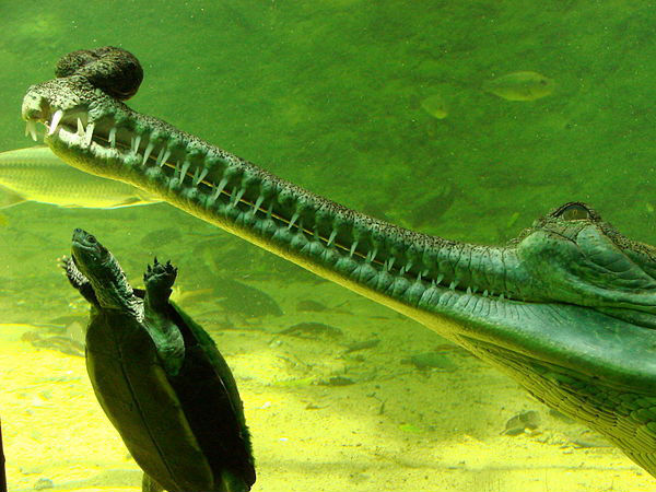 THE MADRAS CROCODILE BANK TRUST