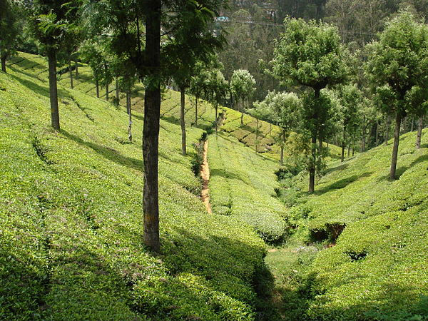Coonoor, Tamil Nadu