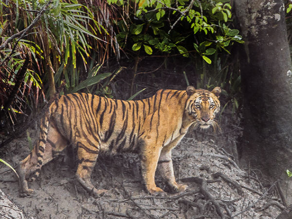 Sundarbans National Park