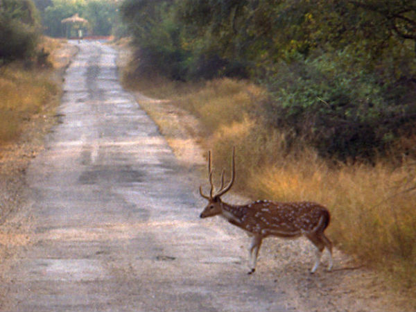 Sariska Tiger Reserve