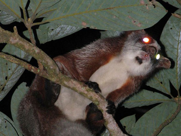 Namdapha Wildlife Sanctuary
