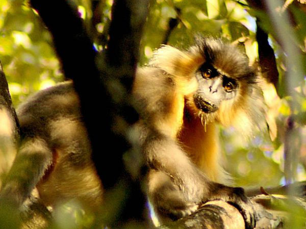 Manas Wildlife Santuary