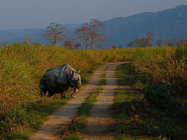 Kaziranga National Park