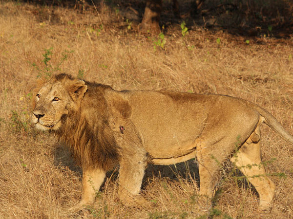Gir Forest National Park