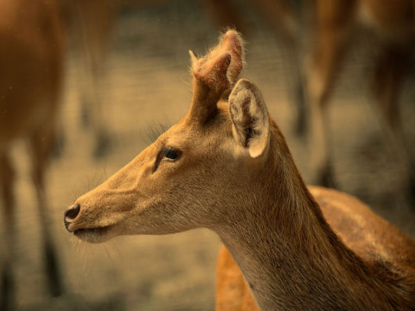 Dudhwa National Park