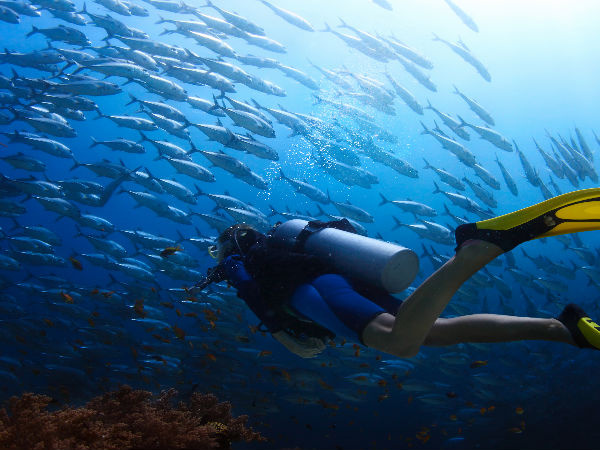 Snorkelling and Scuba Diving