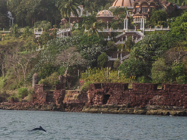 Dolphin Cruise