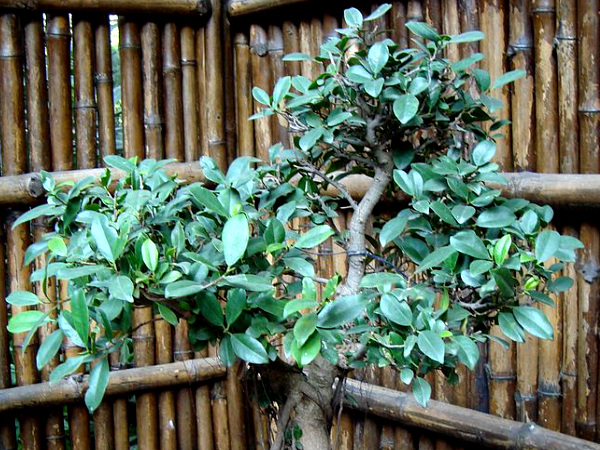 National Bonsai Park