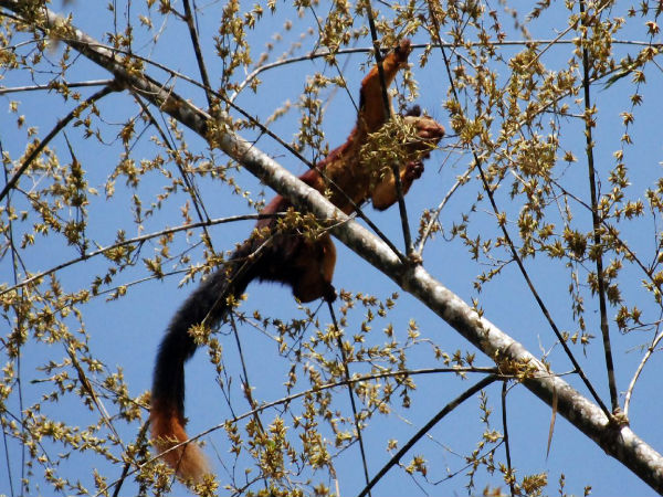 Satpura National Park