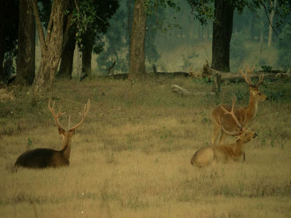 Kanha National Park