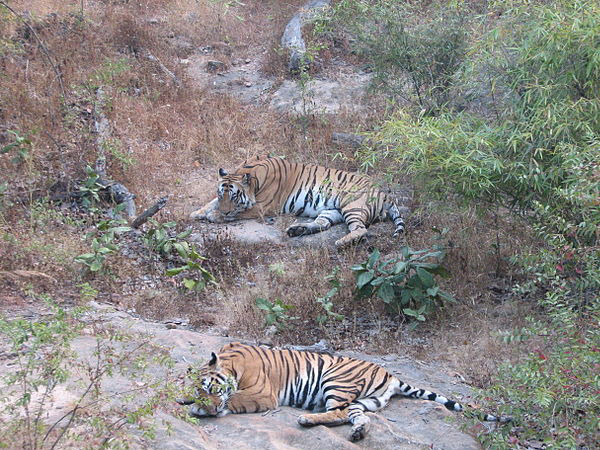 Bandhavgarh National Park