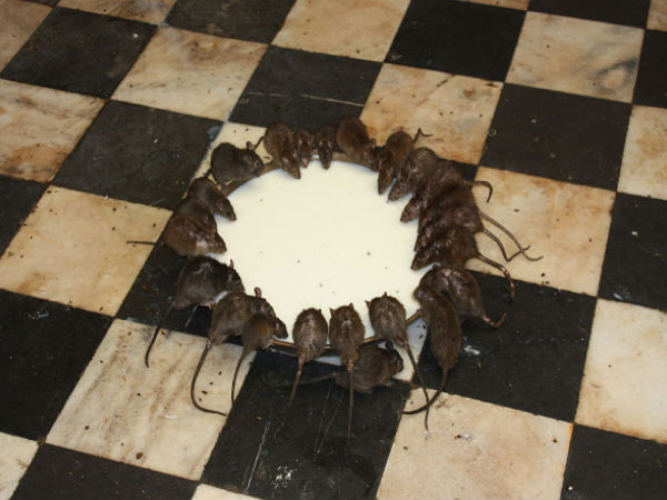 Karni Mata Temple