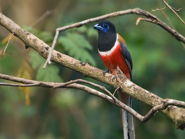 Dandeli Wildlife Sanctuary