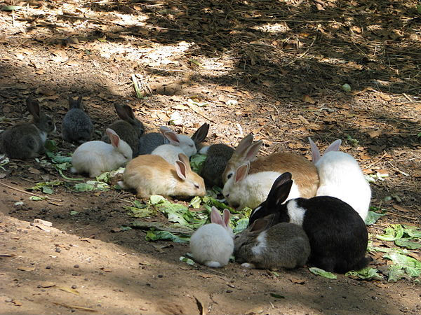 Rabbit Enclosure