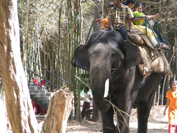 Elephant Safari