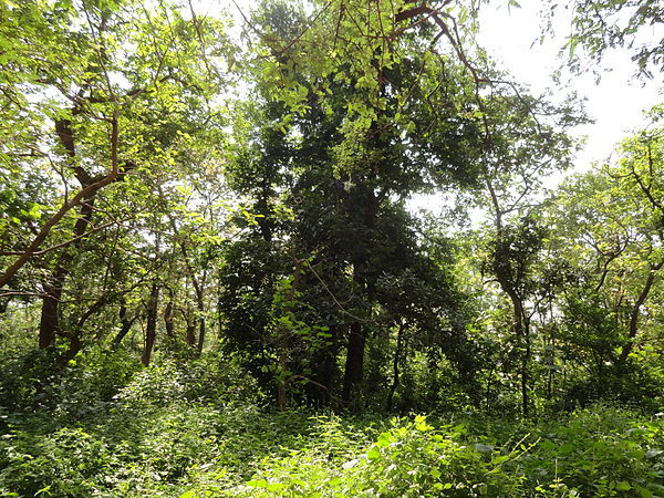 Ratapani Wildlife Sanctuary