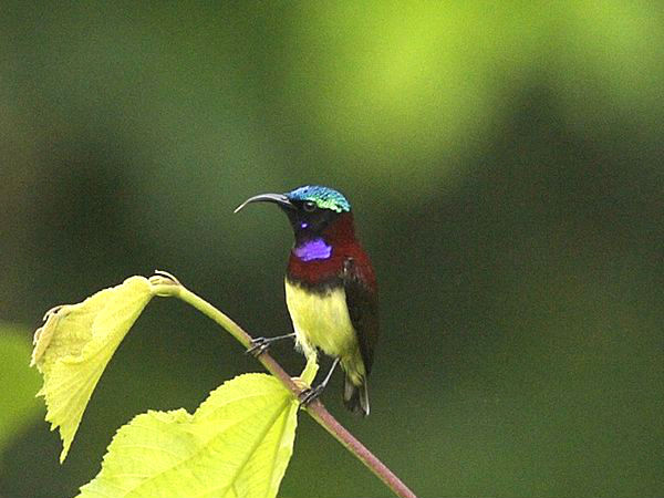 Thattekad Bird Sanctuary