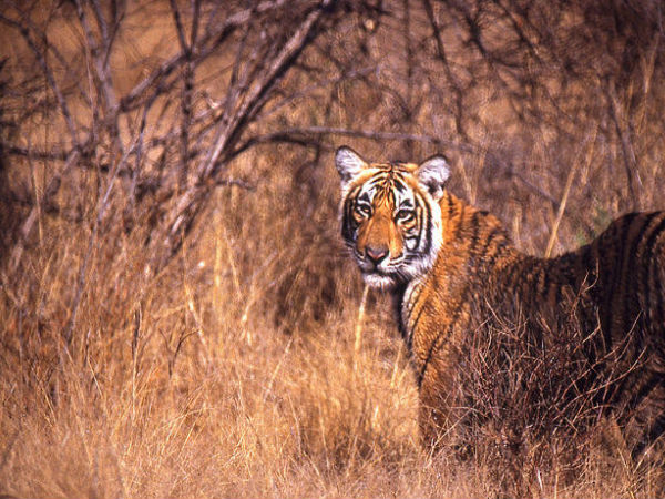 Ranthambore