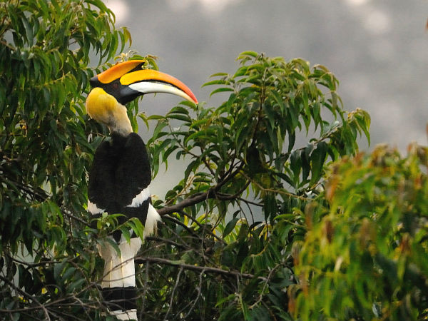 The Indian Hornbill 