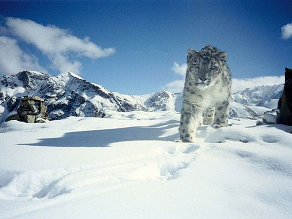 Snow Leopard Trek