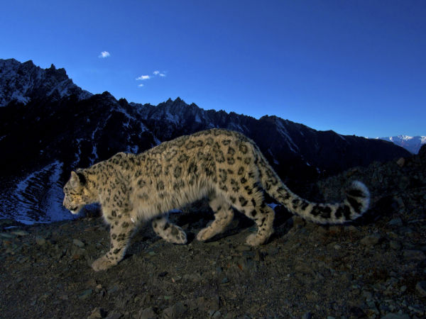 Snow Leopard Trek in Ladakh