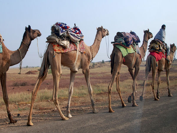 Camel Safari in Jaisalmer