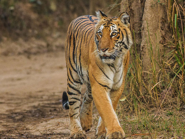 Jim Corbett National Park