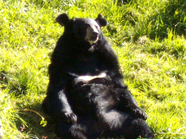 Nainital Zoo