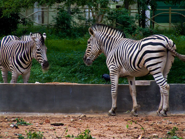 Mysore Zoo is the 3rd Oldest in India