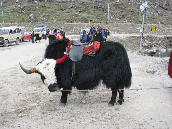 August – Yak Race (Drupka Tseshi)