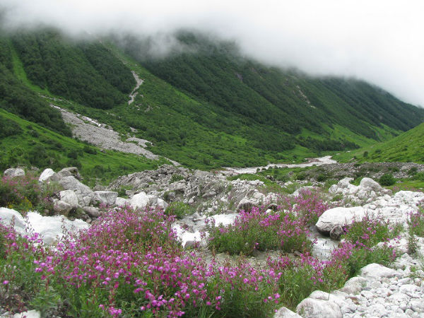 Valley of Flowers National Park