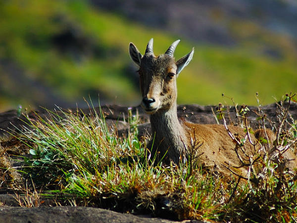 Eravikulam National Park