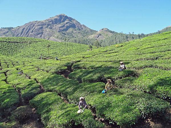 Devikulam