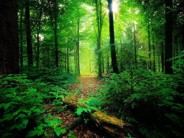 Nature's Wonder: The Silent Valley