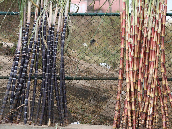 Sugar Cane Sugar Cane