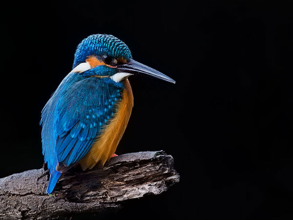 Keoladeo Ghana National Park