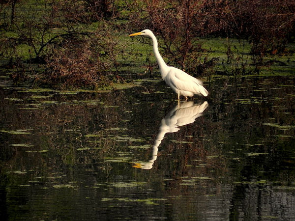 Keoladeo National Park