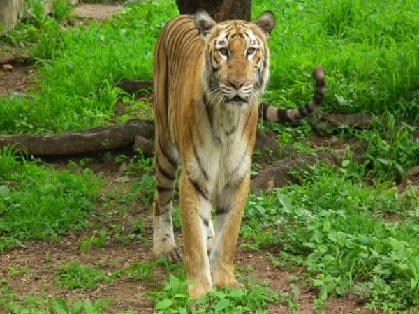 Nehru Zoological Park