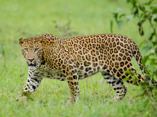 Nagarhole - Wildlife Safari