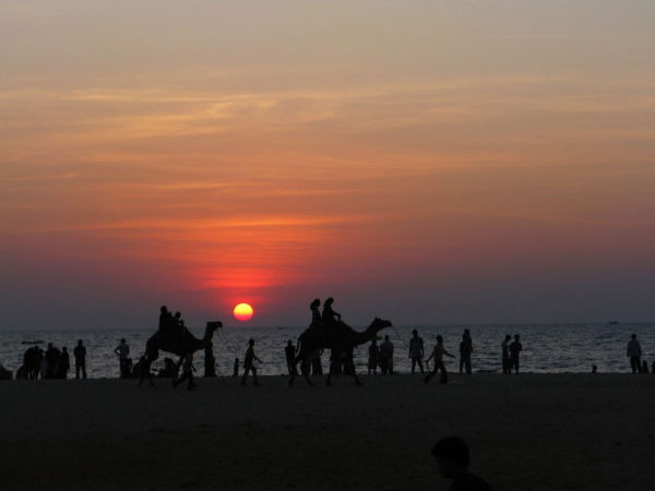 Malpe Beach - Camel Ride
