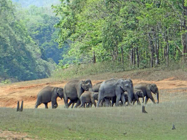 Periyar National Park