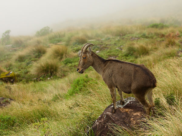 Eravikulam National Park