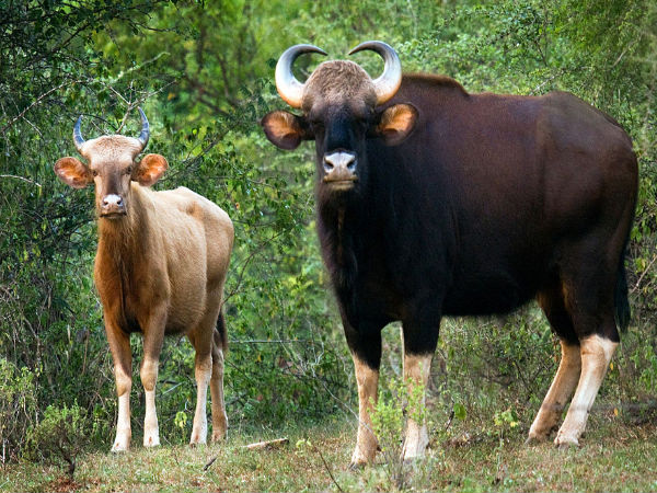Chinnar Wildlife Sanctuary