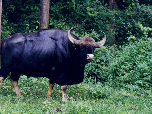 Nagarhole National Park