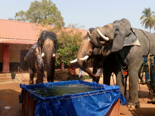 Elephants Having Bath 