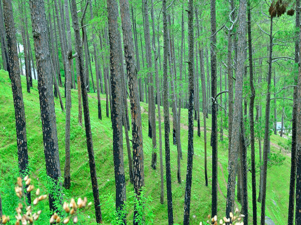Almora, Uttarakhand