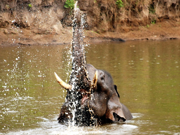 Nagarhole National Park