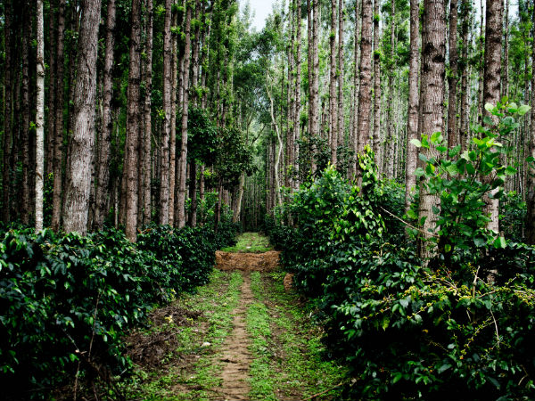 Chikmagalur