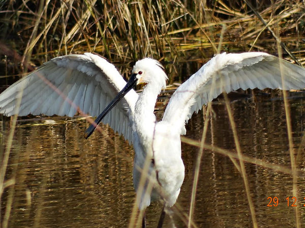 Bharatpur